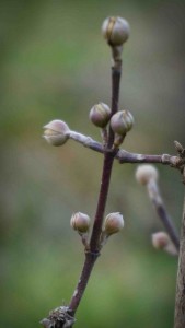 New buds on the Cornelian Cherry