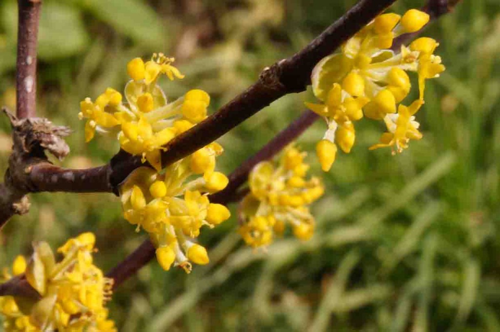 Barbolian Fields March Blooms: Cornelian Cherry