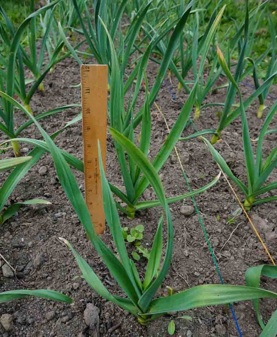Garlic Shoots in April
