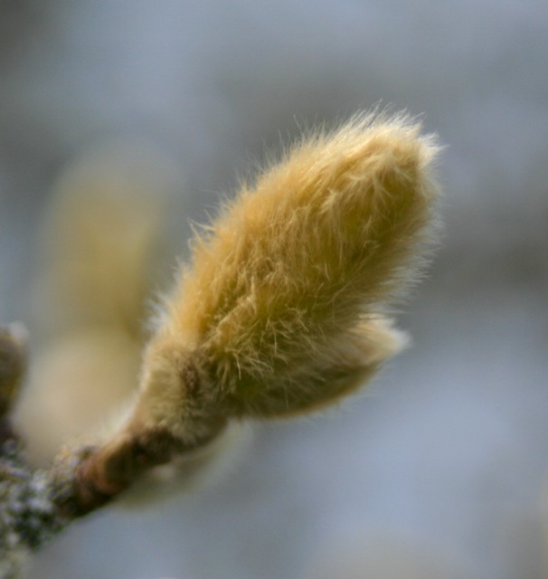 Barbolian Fields March Blooms: Pussy willow