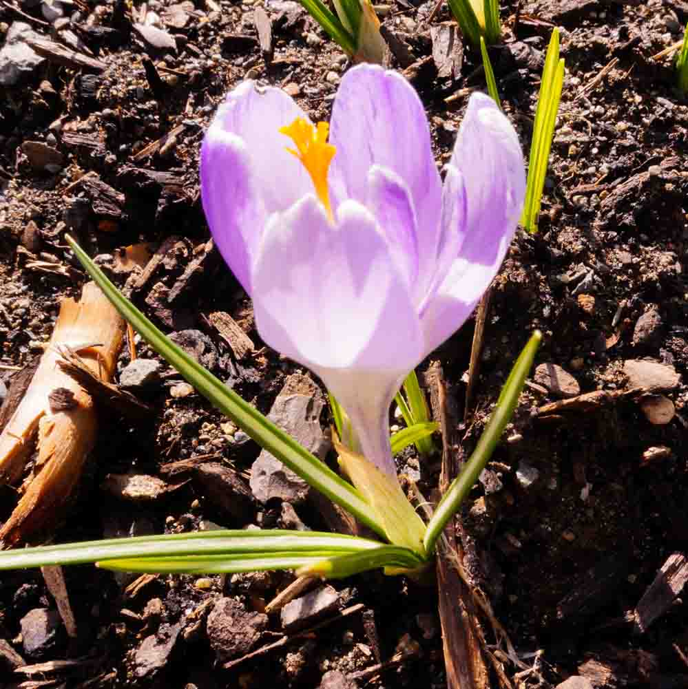 Barbolian Fields March Blooms: Crocus