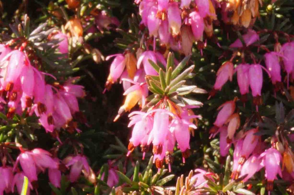 Barbolian Fields March Blooms: Heather