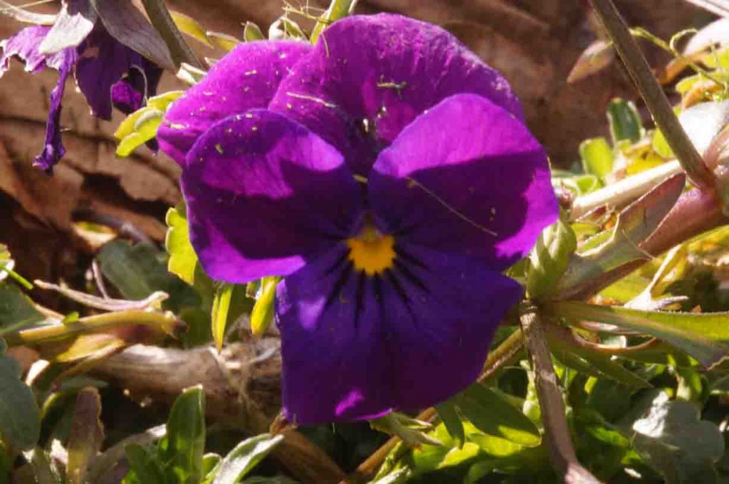 Barbolian Fields March Blooms: pansy-viola