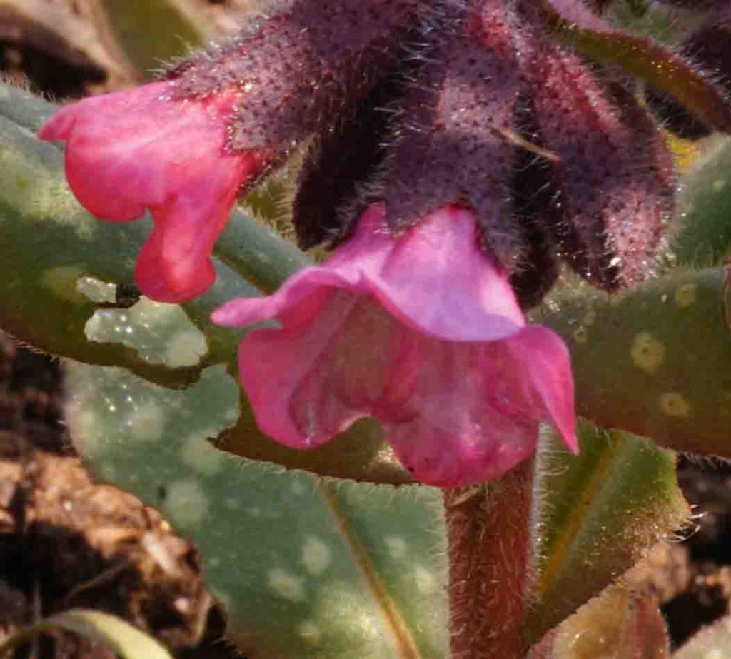 Barbolian Fields March Blooms: Pulmonaria