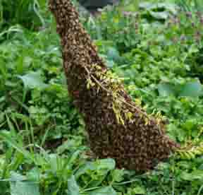 Swarm in Black Locust