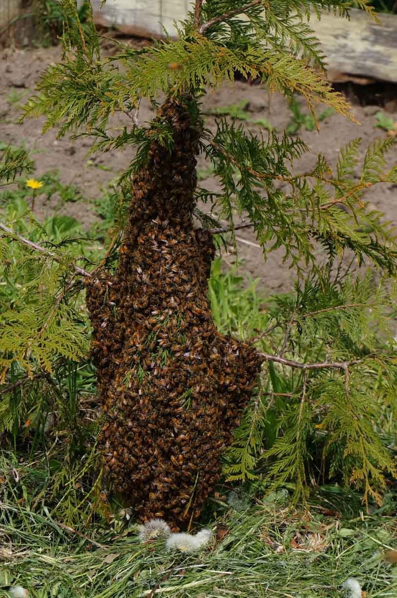 swarm in small cedar tree