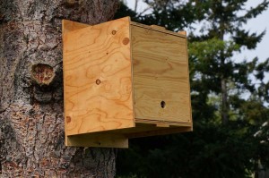 bee swarm box