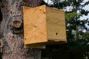Honeybee swarm trap in tree