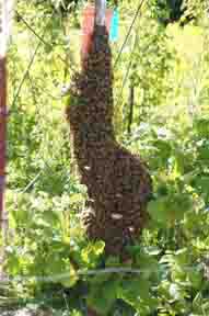 Swarm on fencepost