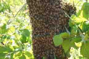 Bee swarm on fencepost