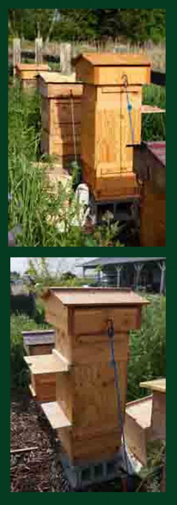 Honeybee swarm traps installed on hives