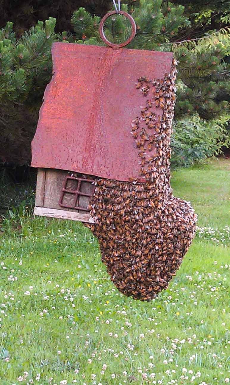 honeybee swarm on birdhouse