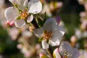 Closeup of Nanking Cherry blossoms