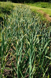 Garlic in Early June