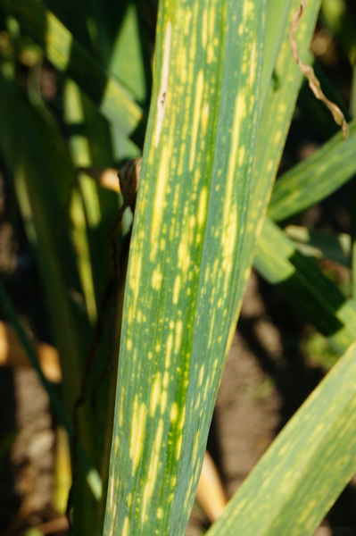 Yellow striations on garlic leaves might indicate a virus or other disease. This pattern was on just one variety, another indicator of a potential problem.