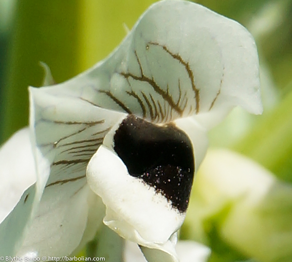 Fava bean flower close up