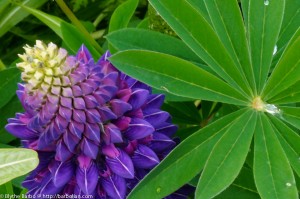 Lupine cone and leaf