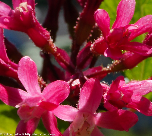 Red Flowering Currant closeup