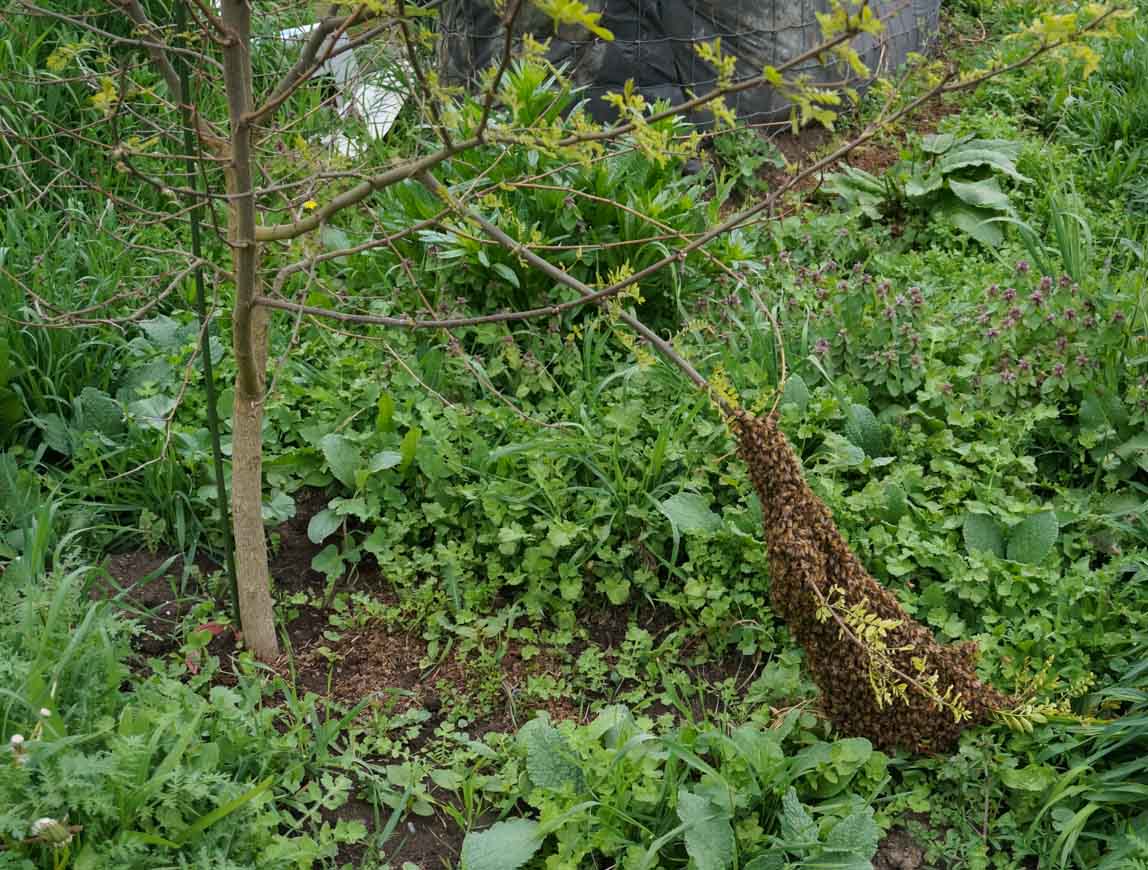 Swarm on Black Locust branch