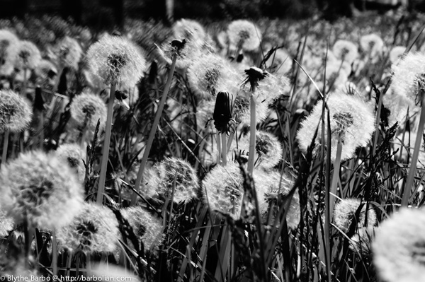 Dandelions in black & white - can't get enough!
