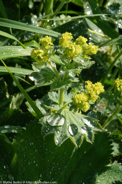 Water on Lady's Mantle
