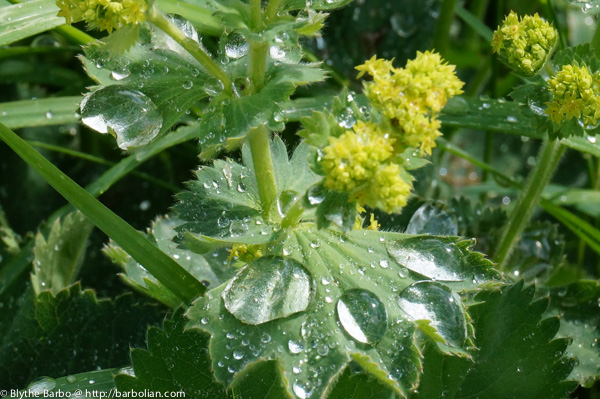Water droplets on Lady's Mantle
