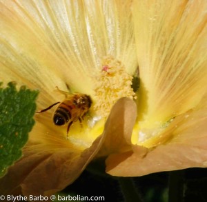 Bee in Hollyhock Flower