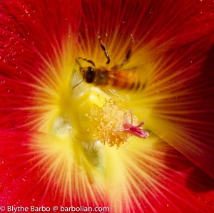 Bee in Red Hollyhock Flower
