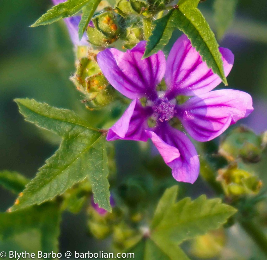 Wild Geranium Weed