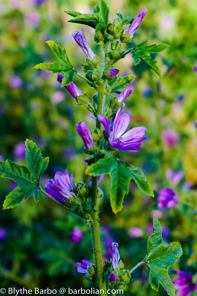 Wild Geranium