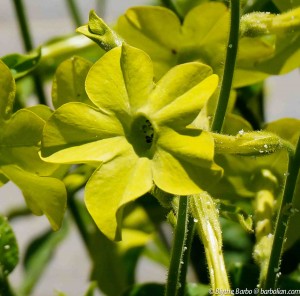 Nicotiana blooming in October