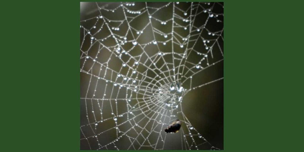 spiderweb caught a fly