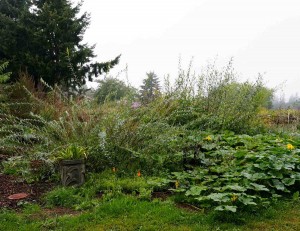 NE Jungle in late summer