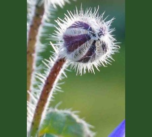 Borage Bud