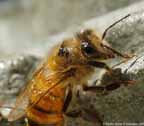 Honeybee Close-up