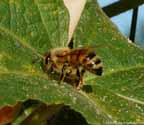 Honey bee on leaf