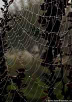 Spiderweb stretch