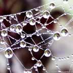 Dew clinging to spiderweb