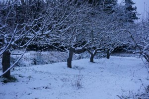 Snow in Orchard
