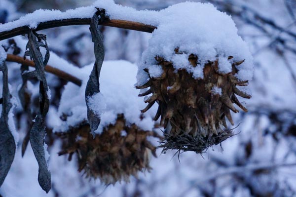 Snow on Cardoon