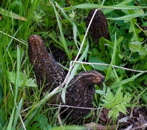 Morels in orchard. Mmmm!