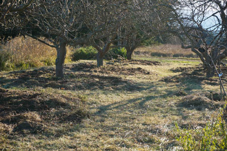 Orchard path at Barbolian Fields