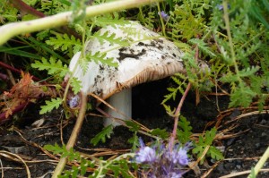 garden mushroom in orchard: fruiting fungus!