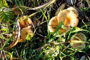 golden mushrooms in mulch around apple trees