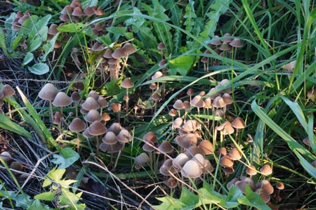 orchard mushrooms in mulched soil at Barbolian Fields