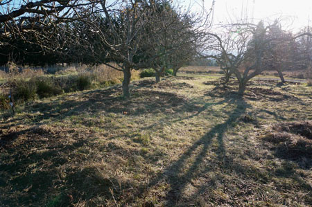 Mulch around trees creates paths at Barbolian Fields