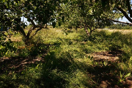 weedy orchard at Barbolian Fields