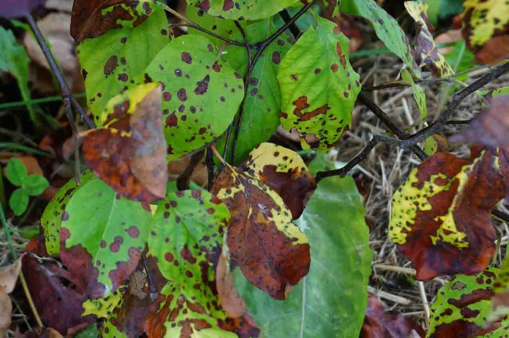 Rust on Quince Leaves