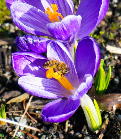 Honeybee on Crocus