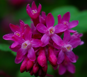 Red Flowering Currant blossoms closeup